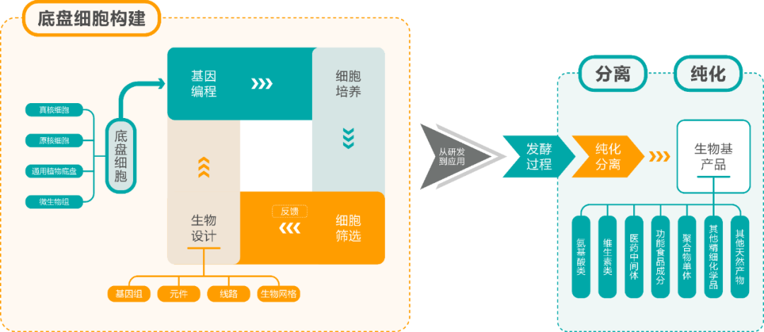 底盤細(xì)胞構(gòu)建